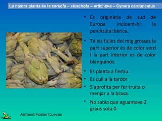 • És originària de sud de
Europa incloent-hi la
península ibèrica.
• Té les fulles del mig grosses la
part superior és de color verd
i la part interior es de color
blanquinós.
• Es planta a l’estiu.
• Es cull a la tardor
• S’aprofita per fer truita o
menjar a la brasa.
• No sabia que aguantava 2
graus sota 0
La nostra planta és la carxofa – alcachofa – artichoke – Cynara cardunculus
Armand Fúster Cuevas
 
