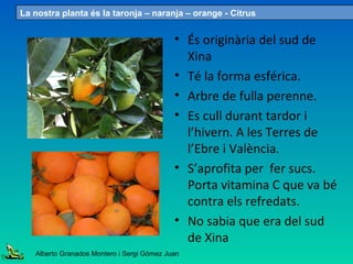 • És originària del sud de
Xina
• Té la forma esférica.
• Arbre de fulla perenne.
• Es cull durant tardor i
l’hivern. A les Terres de
l’Ebre i València.
• S’aprofita per fer sucs.
Porta vitamina C que va bé
contra els refredats.
• No sabia que era del sud
de Xina
La nostra planta és la taronja – naranja – orange - Citrus
Alberto Granados Montero i Sergi Gómez Juan
 