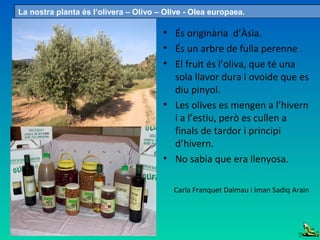 • És originària d’Àsia.
• És un arbre de fulla perenne .
• El fruit és l’oliva, que té una
sola llavor dura i ovoide que es
diu pinyol.
• Les olives es mengen a l’hivern
i a l’estiu, però es cullen a
finals de tardor i principi
d’hivern.
• No sabia que era llenyosa.
Carla Franquet Dalmau i Iman Sadiq Arain
La nostra planta és l’olivera – Olivo – Olive - Olea europaea.
 