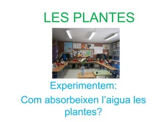 LES PLANTES
Experimentem:
Com absorbeixen l’aigua les
plantes?
 