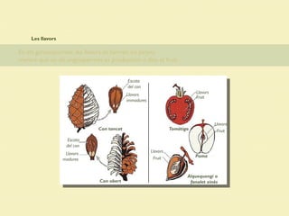 Les llavors
En els gimnospermes, les llavors es formen en pinyes,
mentre que en els angiospermes es produexien a dins el fruit.
Llavors
immadures
Llavors
madures
Con tancat
Con obert
Tomàtiga
Poma
Alquequengi o
fanalet xinès
Llavors
Llavors
Llavors
Fruit
Fruit
Fruit
Escata
del con
Escata
del con
 