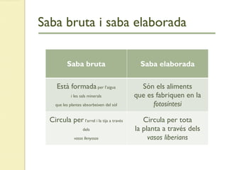 Saba bruta i saba elaborada
Saba bruta Saba elaborada
Està formada per l’aigua
i les sals minerals
que les plantes absorbeixen del sòl
Són els aliments
que es fabriquen en la
fotosíntesi
Circula per l’arrel i la tija a través
dels
vasos llenyosos
Circula per tota
la planta a través dels
vasos liberians
 