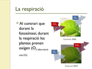 La respiració
Al contrari que
durant la
fotosíntesi, durant
la respiració les
plantes prenen
oxígen (O2) i alliberen diòxid de
carboni (CO2).
Respiració (NIT)
Fotosíntesi (DIA)
CO2
CO2
O2
O2
CO2
CO2
O2
O2
 