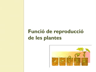 Funció de reproducció
de les plantes
 