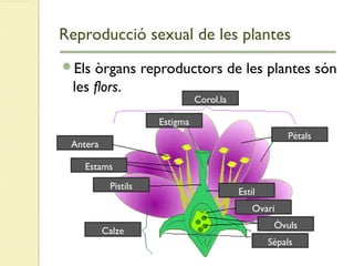 Reproducció sexual de les plantes
Els òrgans reproductors de les plantes són
les flors.
Corol.la
Pètals
Antera
Estams
Pistils
Ovari
Òvuls
Sèpals
Calze
Estigma
Estil
 