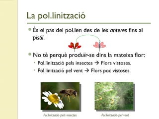 La pol.linització
És el pas del pol.len des de les anteres fins al
pistil.
No té perquè produïr-se dins la mateixa flor:
• Pol.linització pels insectes  Flors vistoses.
• Pol.linització pel vent  Flors poc vistoses.
Pol.linització pel ventPol.linització pels insectes
 