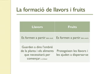 La formació de llavors i fruits
Llavors Fruits
Es formen a partir dels òvuls Es formen a partir dels ovaris
Guarden a dins l’embrió
de la planta i els aliments
que necessitarà per
començar a crèixer
Protegeixen les llavors i
les ajuden a dispersar-se
 