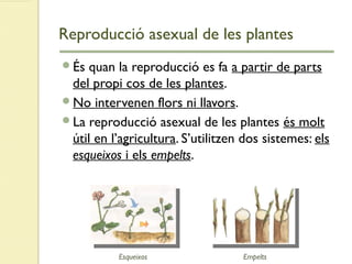 Reproducció asexual de les plantes
És quan la reproducció es fa a partir de parts
del propi cos de les plantes.
No intervenen flors ni llavors.
La reproducció asexual de les plantes és molt
útil en l’agricultura. S’utilitzen dos sistemes: els
esqueixos i els empelts.
EmpeltsEsqueixos
 
