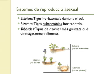 Sistemes de reproducció asexual
Estolons:Tiges horitzontals damunt el sòl.
Rizomes:Tiges subterrànies horitzontals.
Tubercles:Tipus de rizomes més gruixats que
emmagatzemen aliments.
Tubercles
(per ex: patata)
Rizomes
(per ex: lliri)
Estolons
(per ex: maduixes)
 
