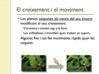 El creixement i el moviment
Les plantes responen als canvis del seu entorn
modificant el seu creixement:
• S’orienten i creixen cap a la llum.
• Les enfiladisses s’enrotllen quan troben un suport.
• Algunes fins i tot fan moviments ràpids quan les
toquem.
 