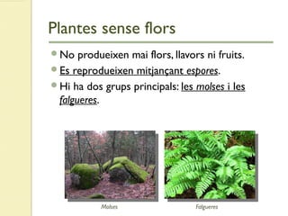 Plantes sense flors
No produeixen mai flors, llavors ni fruits.
Es reprodueixen mitjançant espores.
Hi ha dos grups principals: les molses i les
falgueres.
FalgueresMolses
 