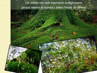 Les molses són molt importants ecològicament,
perquè retenen la humitat i eviten l’erosió del terreny.
 