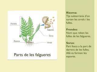 Parts de les falgueres
Rizoma:
Tija subterrània d’on
surten les arrels i les
fulles.
Frondes:
Nom que reben les
fulles de les falgueres.
Sorus:
Part fosca a la part de
darrera de les fulles.
Allà es formen les
espores.
Rizoma
Frondes
Sorus
Arrels
Espores
 