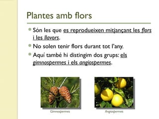 Plantes amb flors
Són les que es reprodueixen mitjançant les flors
i les llavors.
No solen tenir flors durant tot l’any.
Aquí també hi distingim dos grups: els
gimnospermes i els angiospermes.
AngiospermesGimnospermes
 