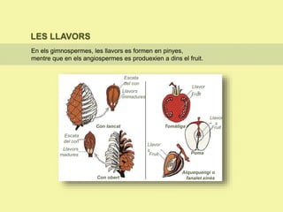 LES LLAVORS
En els gimnospermes, les llavors es formen en pinyes,
mentre que en els angiospermes es produexien a dins el fruit.
Llavors
immadures
Llavors
madures
Con tancat
Con obert
Tomàtiga
Poma
Alquequengi o
fanalet xinès
Llavor
s
Llavor
s
Llavor
s
Fruit
Fruit
Fruit
Escata
del con
Escata
del con
 