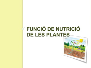FUNCIÓ DE NUTRICIÓ
DE LES PLANTES
 