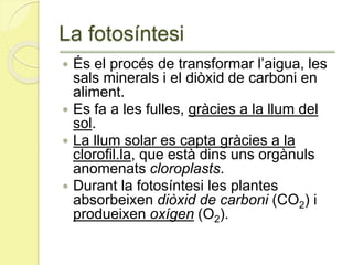 La fotosíntesi
 És el procés de transformar l’aigua, les
sals minerals i el diòxid de carboni en
aliment.
 Es fa a les fulles, gràcies a la llum del
sol.
 La llum solar es capta gràcies a la
clorofil.la, que està dins uns orgànuls
anomenats cloroplasts.
 Durant la fotosíntesi les plantes
absorbeixen diòxid de carboni (CO2) i
produeixen oxígen (O2).
 