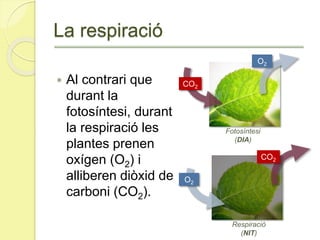 La respiració
 Al contrari que
durant la
fotosíntesi, durant
la respiració les
plantes prenen
oxígen (O2) i
alliberen diòxid de
carboni (CO2).
Respiració
(NIT)
Fotosíntesi
(DIA)
CO2
O2
CO2
O2
 
