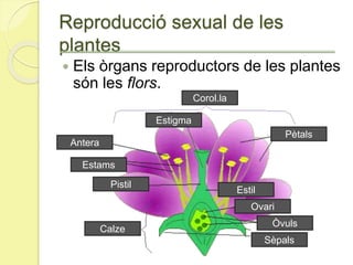 Reproducció sexual de les
plantes
 Els òrgans reproductors de les plantes
són les flors.
Corol.la
Pètals
Antera
Estams
Pistil
Ovari
Òvuls
Sèpals
Calze
Estigma
Estil
 