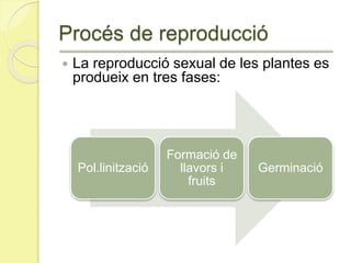 Procés de reproducció
 La reproducció sexual de les plantes es
produeix en tres fases:
Pol.linització
Formació de
llavors i
fruits
Germinació
 