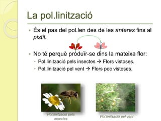 La pol.linització
 És el pas del pol.len des de les anteres fins al
pistil.
 No té perquè produïr-se dins la mateixa flor:
• Pol.linització pels insectes  Flors vistoses.
• Pol.linització pel vent  Flors poc vistoses.
Pol.linització pel vent
Pol.linització pels
insectes
 