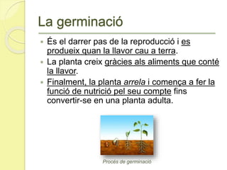 La germinació
 És el darrer pas de la reproducció i es
produeix quan la llavor cau a terra.
 La planta creix gràcies als aliments que conté
la llavor.
 Finalment, la planta arrela i comença a fer la
funció de nutrició pel seu compte fins
convertir-se en una planta adulta.
Procés de germinació
 