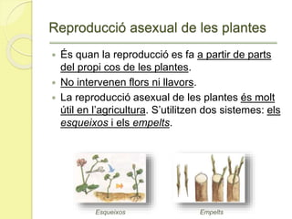 Reproducció asexual de les plantes
 És quan la reproducció es fa a partir de parts
del propi cos de les plantes.
 No intervenen flors ni llavors.
 La reproducció asexual de les plantes és molt
útil en l’agricultura. S’utilitzen dos sistemes: els
esqueixos i els empelts.
EmpeltsEsqueixos
 