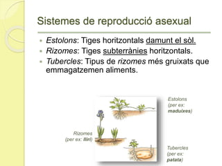 Sistemes de reproducció asexual
 Estolons: Tiges horitzontals damunt el sòl.
 Rizomes: Tiges subterrànies horitzontals.
 Tubercles: Tipus de rizomes més gruixats que
emmagatzemen aliments.
Tubercles
(per ex:
patata)
Rizomes
(per ex: lliri)
Estolons
(per ex:
maduixes)
 