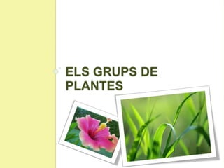 ELS GRUPS DE
PLANTES
 