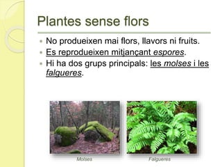 Plantes sense flors
 No produeixen mai flors, llavors ni fruits.
 Es reprodueixen mitjançant espores.
 Hi ha dos grups principals: les molses i les
falgueres.
FalgueresMolses
 