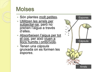 Molses
 Són plantes molt petites.
 Utilitzen les arrels per
subjectar-se, però no
prenen l’aigua a través
d’elles.
 Absorbeixen l’aigua per tot
el cos, per això viuen a
llocs humits i ombrívols.
 Tenen una càpsula
gruixada on es formen les
espores.
Espores
Càpsula
Arrels
 