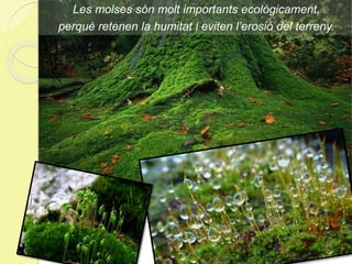 Les molses són molt importants ecològicament,
perquè retenen la humitat i eviten l’erosió del terreny.
 