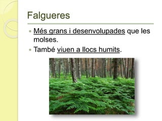 Falgueres
 Més grans i desenvolupades que les
molses.
 També viuen a llocs humits.
 