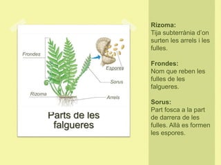 Parts de les
falgueres
Rizoma:
Tija subterrània d’on
surten les arrels i les
fulles.
Frondes:
Nom que reben les
fulles de les
falgueres.
Sorus:
Part fosca a la part
de darrera de les
fulles. Allà es formen
les espores.
Rizoma
Frondes
Sorus
Arrels
Espores
 