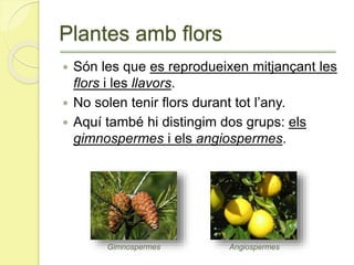 Plantes amb flors
 Són les que es reprodueixen mitjançant les
flors i les llavors.
 No solen tenir flors durant tot l’any.
 Aquí també hi distingim dos grups: els
gimnospermes i els angiospermes.
AngiospermesGimnospermes
 