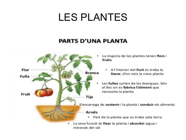 Les médicaments pour la puissance sans effets secondaires dans les pharmacies