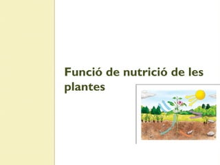 Funció de nutrició de les
plantes
 