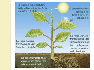 El diòxid de carboni
penetra a les
fulles a través de
les estomes
La clorofil.la dels cloroplasts
capta la llum del sol per fer la
fotosíntesi a les fulles
Els pèls absorbents de les
arrels prenen l’aigua i les
sals minerals del sòl
Els vasos llenyosos
transporten la saba
bruta fins a les fulles
Els vasos liberians
transporten la saba
elaborada fins a les
parts de la planta
que no intervenen
en la fotosíntesi
 