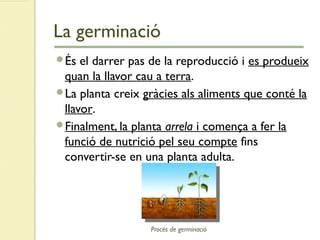 La germinació
És el darrer pas de la reproducció i es produeix
quan la llavor cau a terra.
La planta creix gràcies als aliments que conté la
llavor.
Finalment, la planta arrela i comença a fer la
funció de nutrició pel seu compte fins
convertir-se en una planta adulta.
Procés de germinació
 