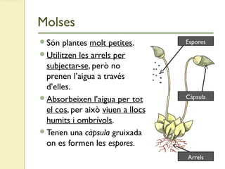 Molses
Són plantes molt petites.
Utilitzen les arrels per
subjectar-se, però no
prenen l’aigua a través
d’elles.
Absorbeixen l’aigua per tot
el cos, per això viuen a llocs
humits i ombrívols.
Tenen una càpsula gruixada
on es formen les espores.
Espores
Càpsula
Arrels
 
