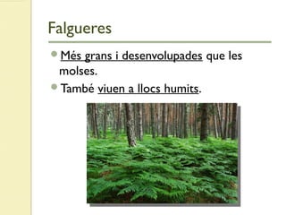 Falgueres
Més grans i desenvolupades que les
molses.
També viuen a llocs humits.
 