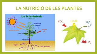 LA NUTRICIÓ DE LES PLANTES
 