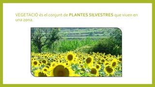 VEGETACIÓ és el conjunt de PLANTES SILVESTRES que viuen en
una zona.
 