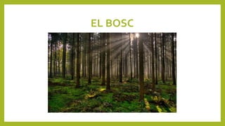 EL BOSC
 