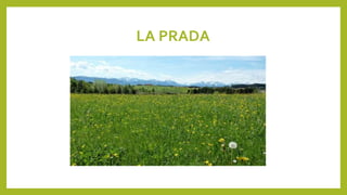 LA PRADA
 