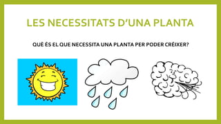 LES NECESSITATS D’UNA PLANTA
QUÈ ÉS EL QUE NECESSITA UNA PLANTA PER PODER CRÉIXER?
 