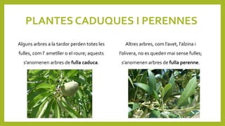 PLANTES CADUQUES I PERENNES
Alguns arbres a la tardor perden totes les
fulles, com l’ ametller o el roure; aquests
s’anomenen arbres de fulla caduca.
Altres arbres, com l’avet, l’alzina i
l’olivera, no es queden mai sense fulles;
s’anomenen arbres de fulla perenne.
 