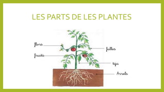 LES PARTS DE LES PLANTES
 