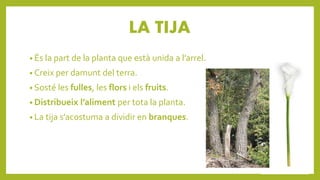 LA TIJA
• És la part de la planta que està unida a l’arrel.
• Creix per damunt del terra.
• Sosté les fulles, les flors i els fruits.
• Distribueix l’aliment per tota la planta.
• La tija s’acostuma a dividir en branques.
 