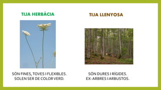 TIJA HERBÀCIA TIJA LLENYOSA
SÓN FINES,TOVES I FLEXIBLES.
SOLEN SER DE COLORVERD.
SÓN DURES I RÍGIDES.
EX: ARBRES I ARBUSTOS.
 